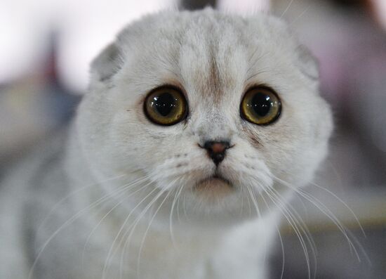 Выставка "Кэт-Салон-Декабрь"