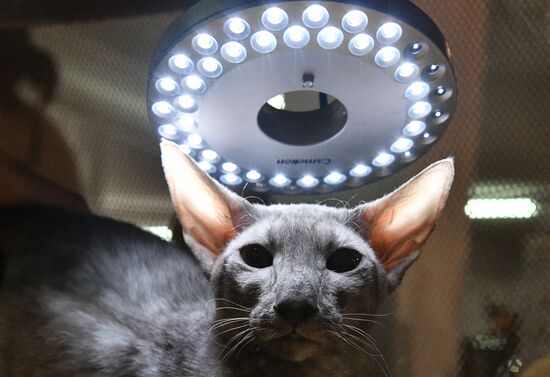 Выставка "Кэт-Салон-Декабрь"