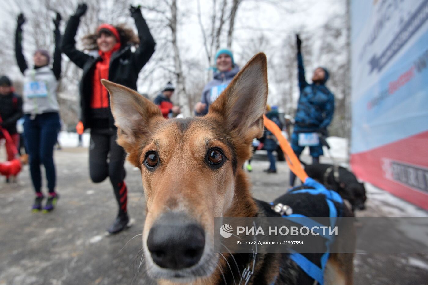 Рождественский "Пушистый забег" в парке Кузьминки