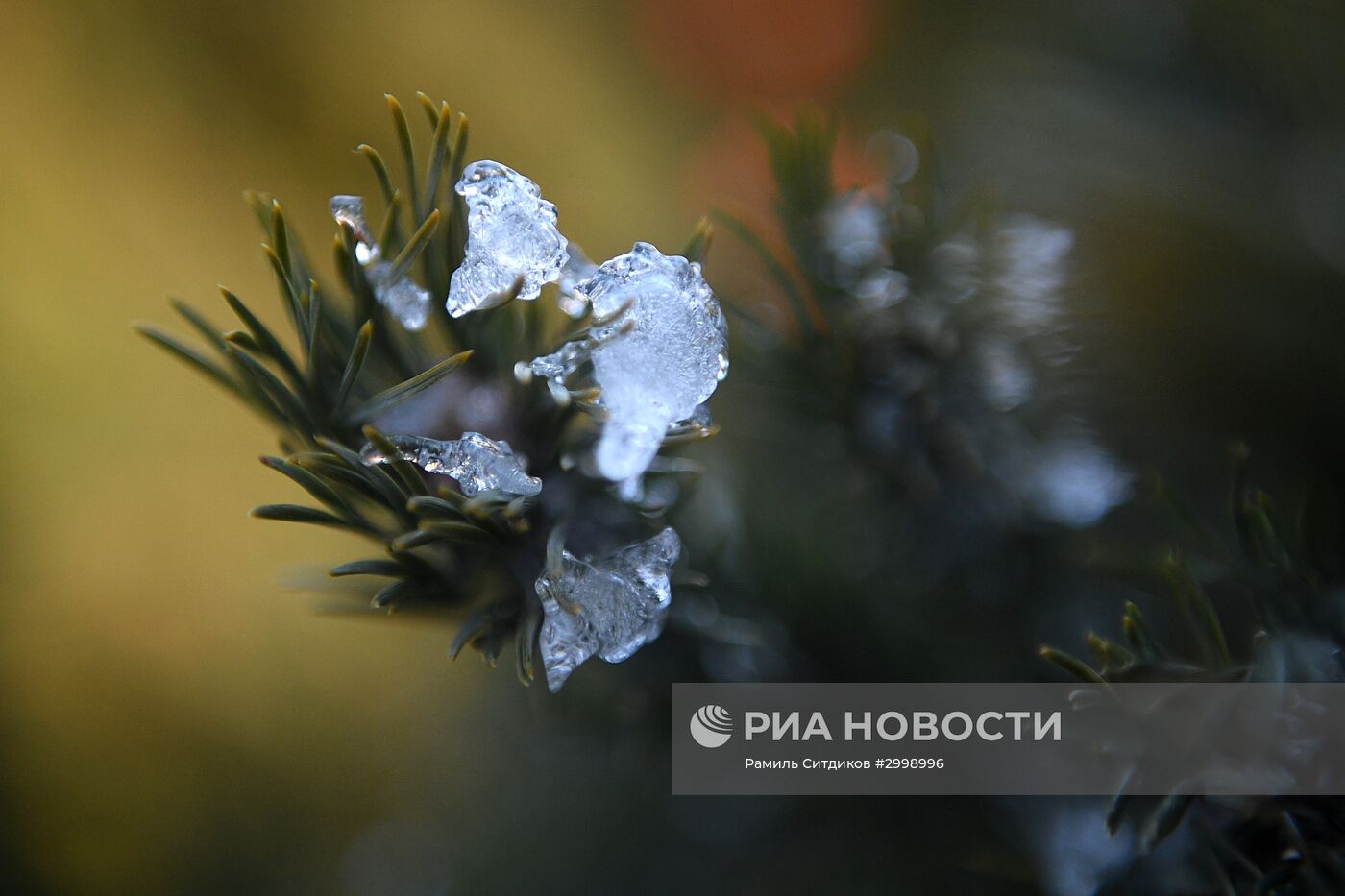 Ёлочные базары в Москве