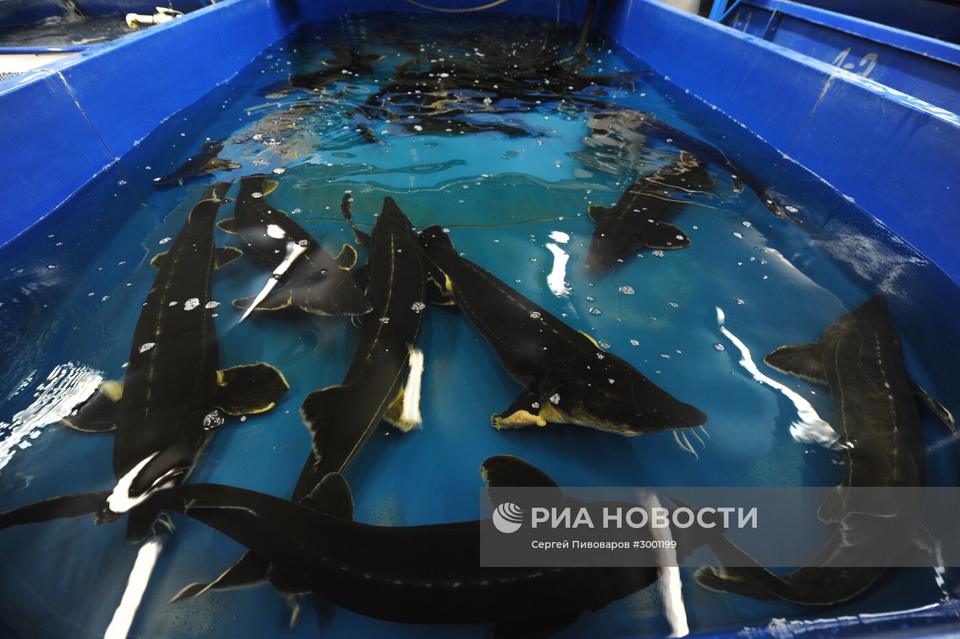 Комплекс рыбоводства и аквакультуры в Ростовской области