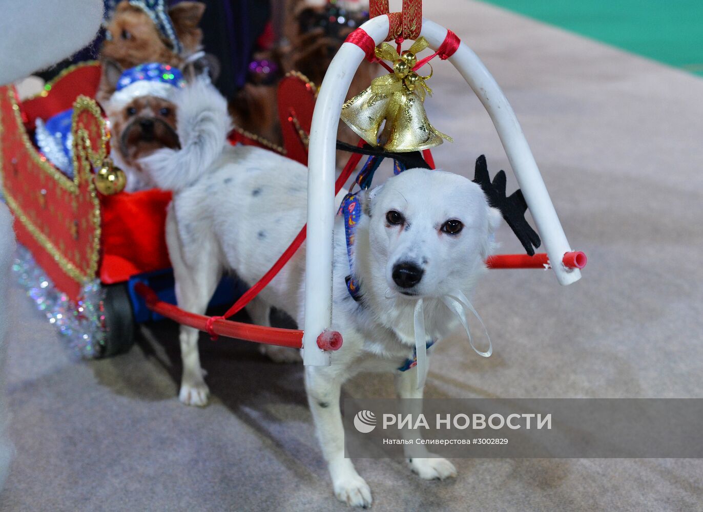 Выставка собак "Золотой ошейник-2016"