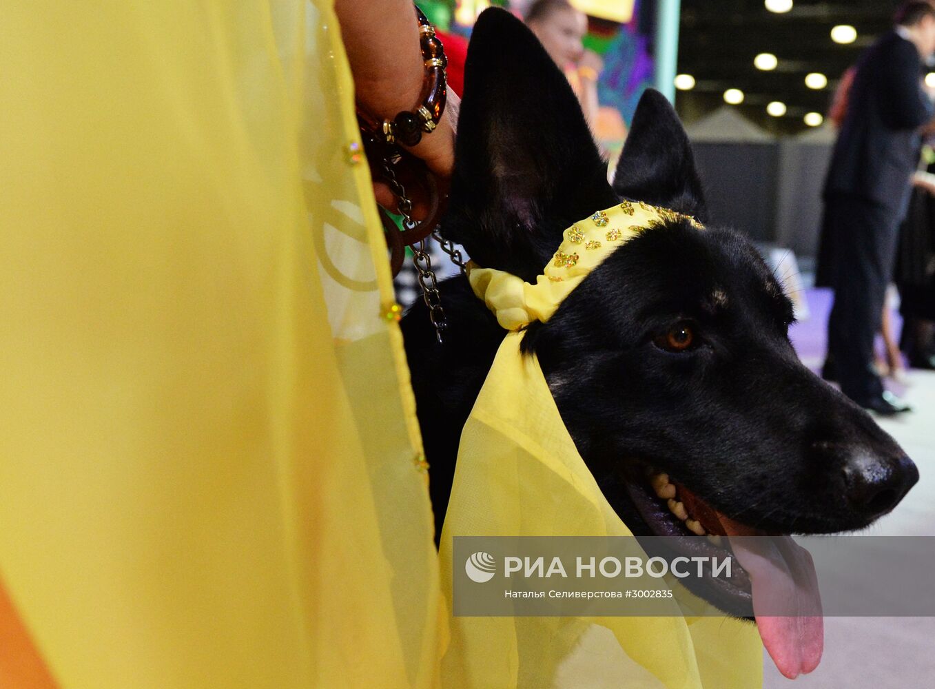Выставка собак "Золотой ошейник-2016"