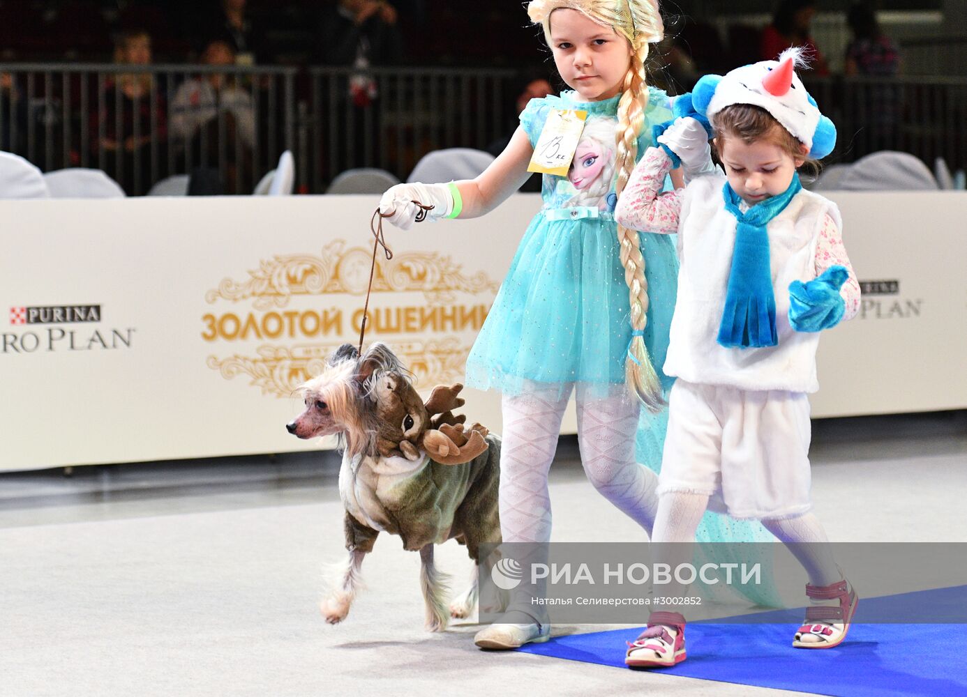 Выставка собак "Золотой ошейник-2016"