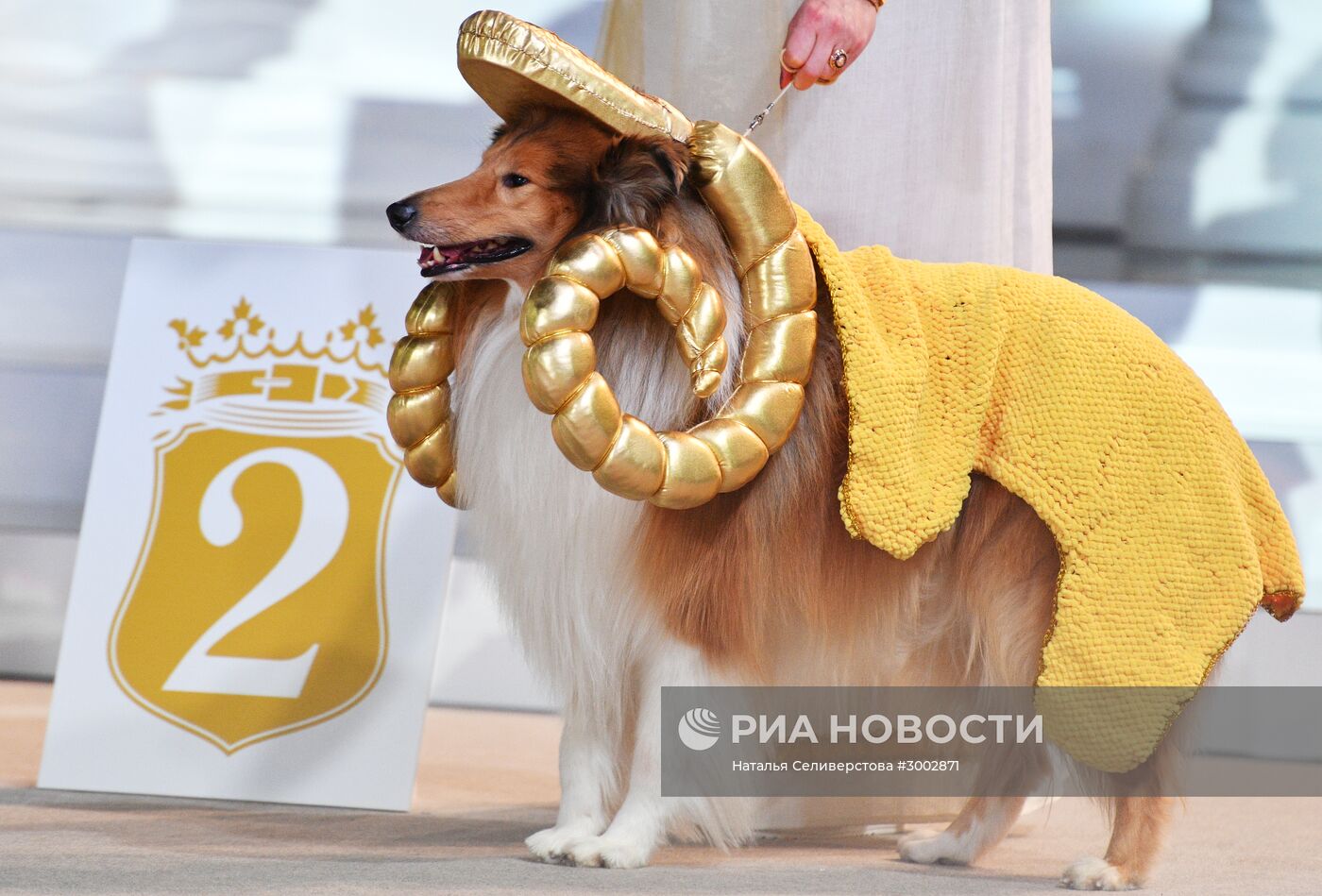 Выставка собак "Золотой ошейник-2016"