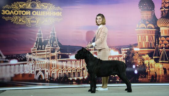 Выставка собак "Золотой ошейник-2016"