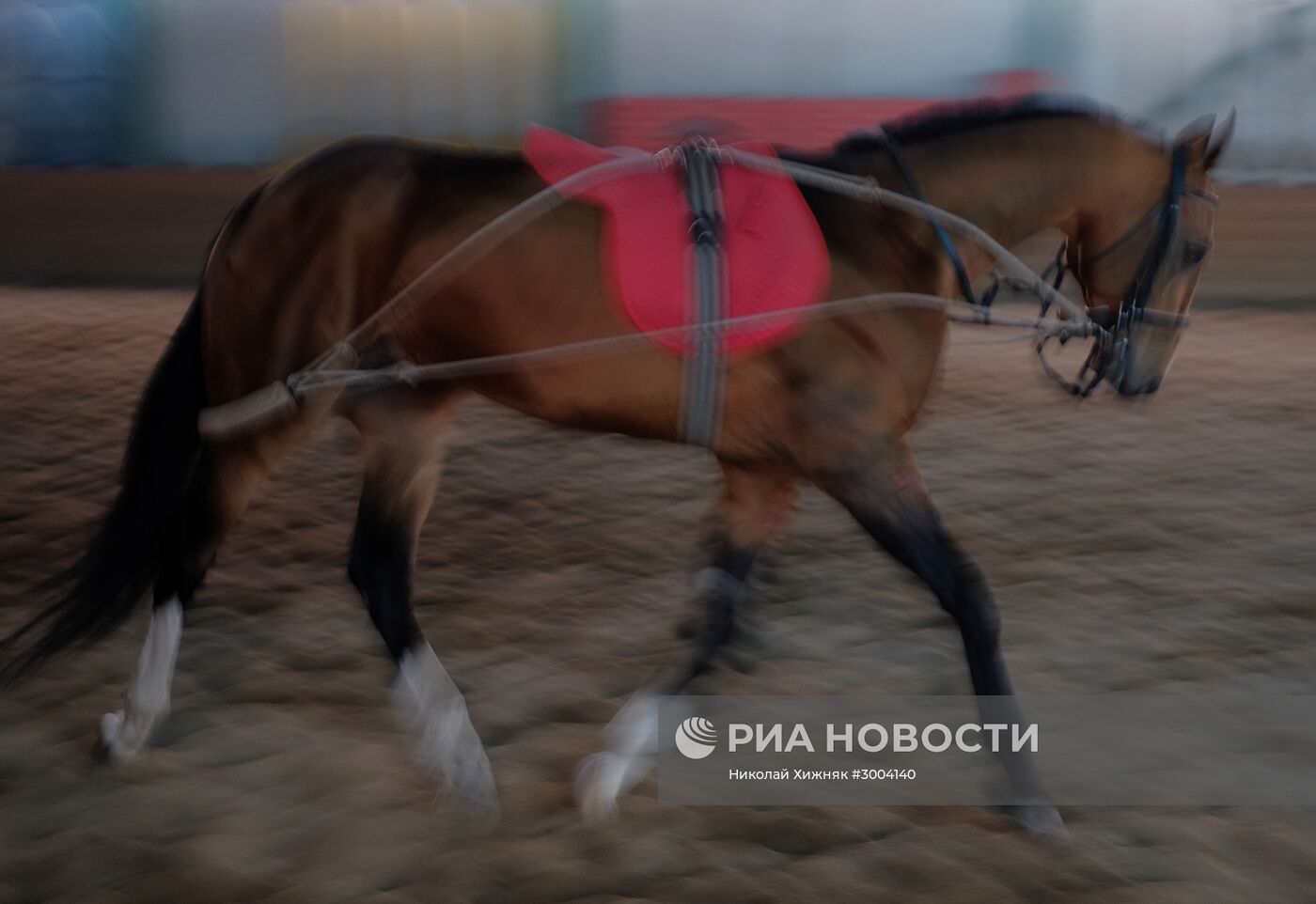 Ахалтекинская лошадь