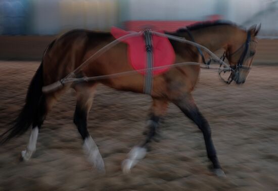 Ахалтекинская лошадь