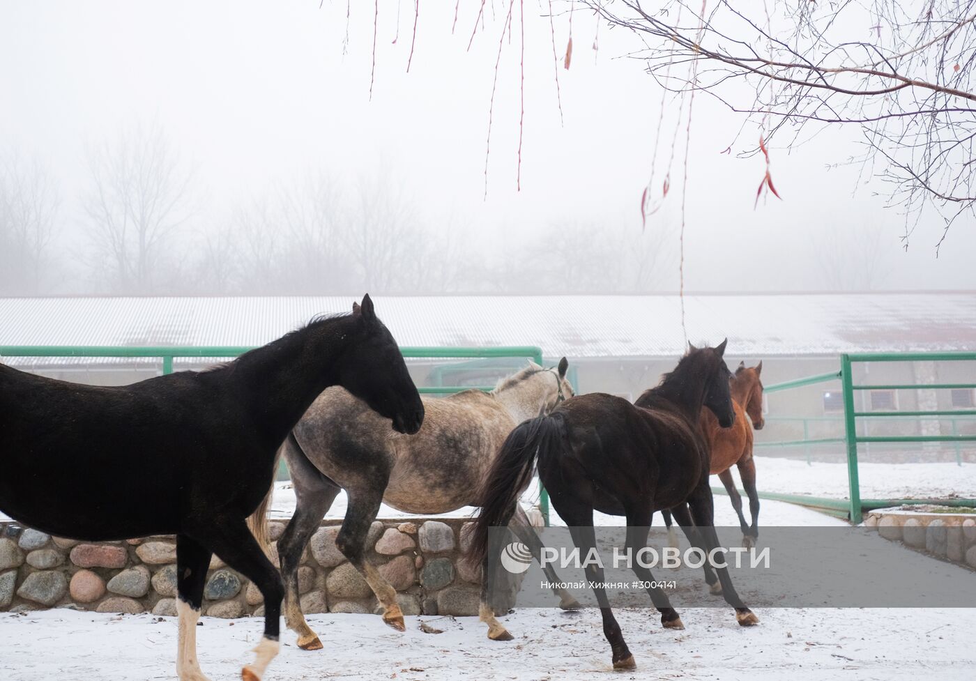 Ахалтекинская лошадь