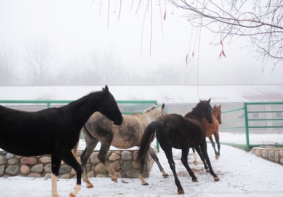 Ахалтекинская лошадь