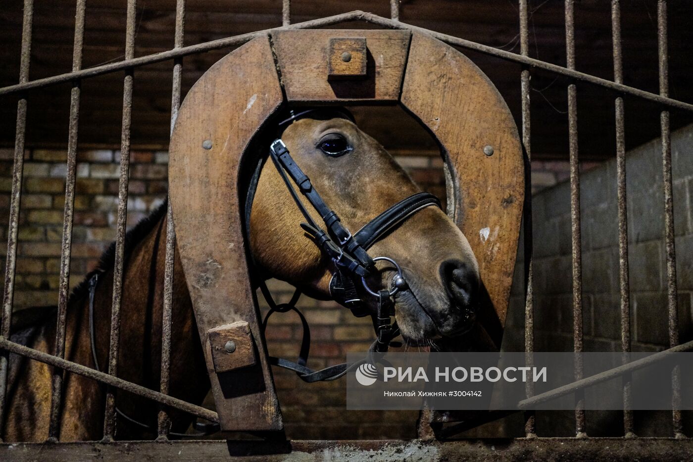 Ахалтекинская лошадь