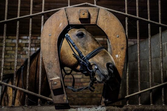 Ахалтекинская лошадь