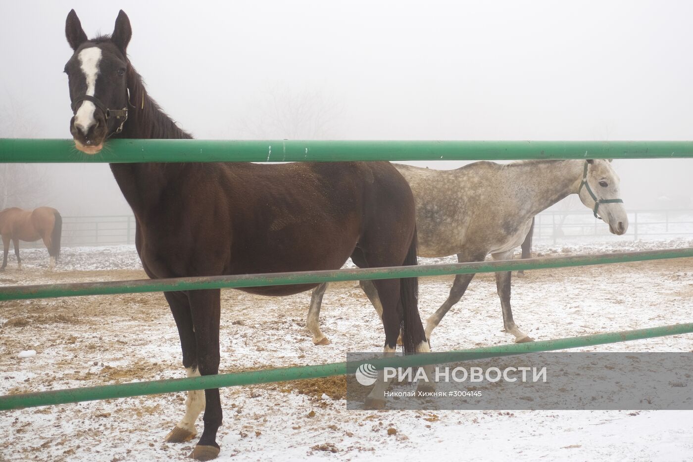 Ахалтекинская лошадь