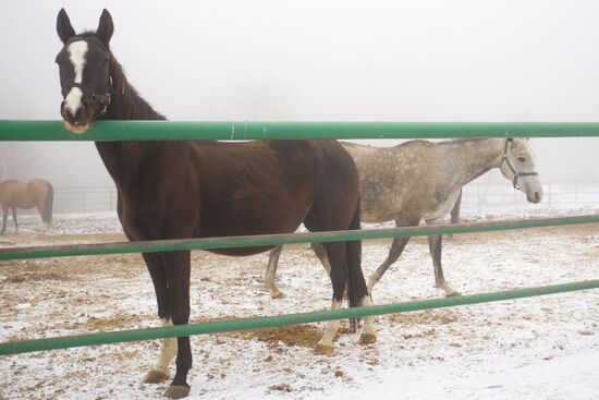 Ахалтекинская лошадь