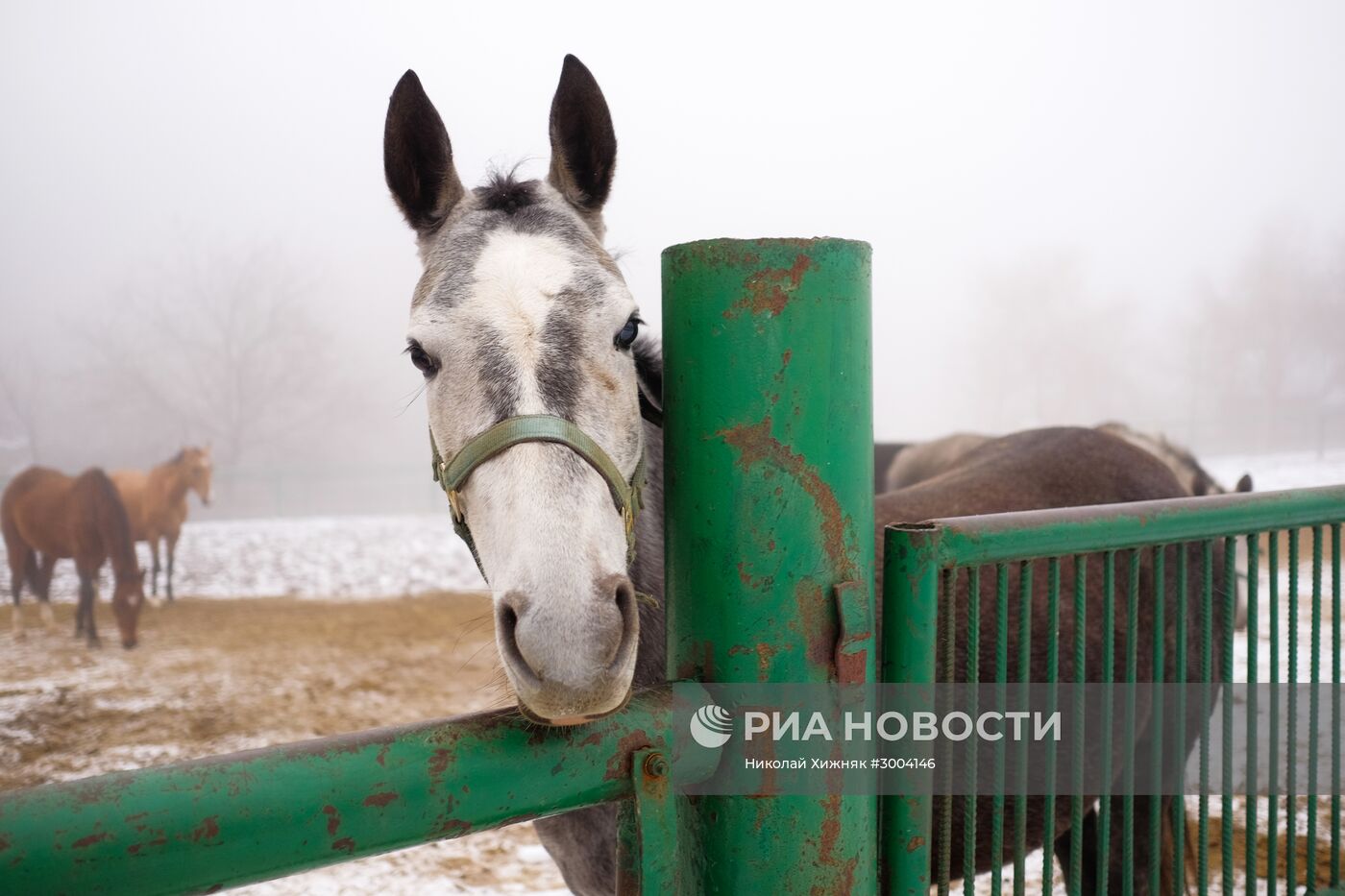 Ахалтекинская лошадь