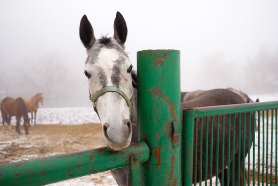 Ахалтекинская лошадь