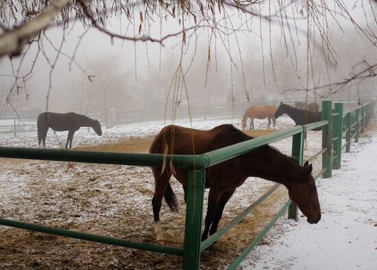 Ахалтекинская лошадь