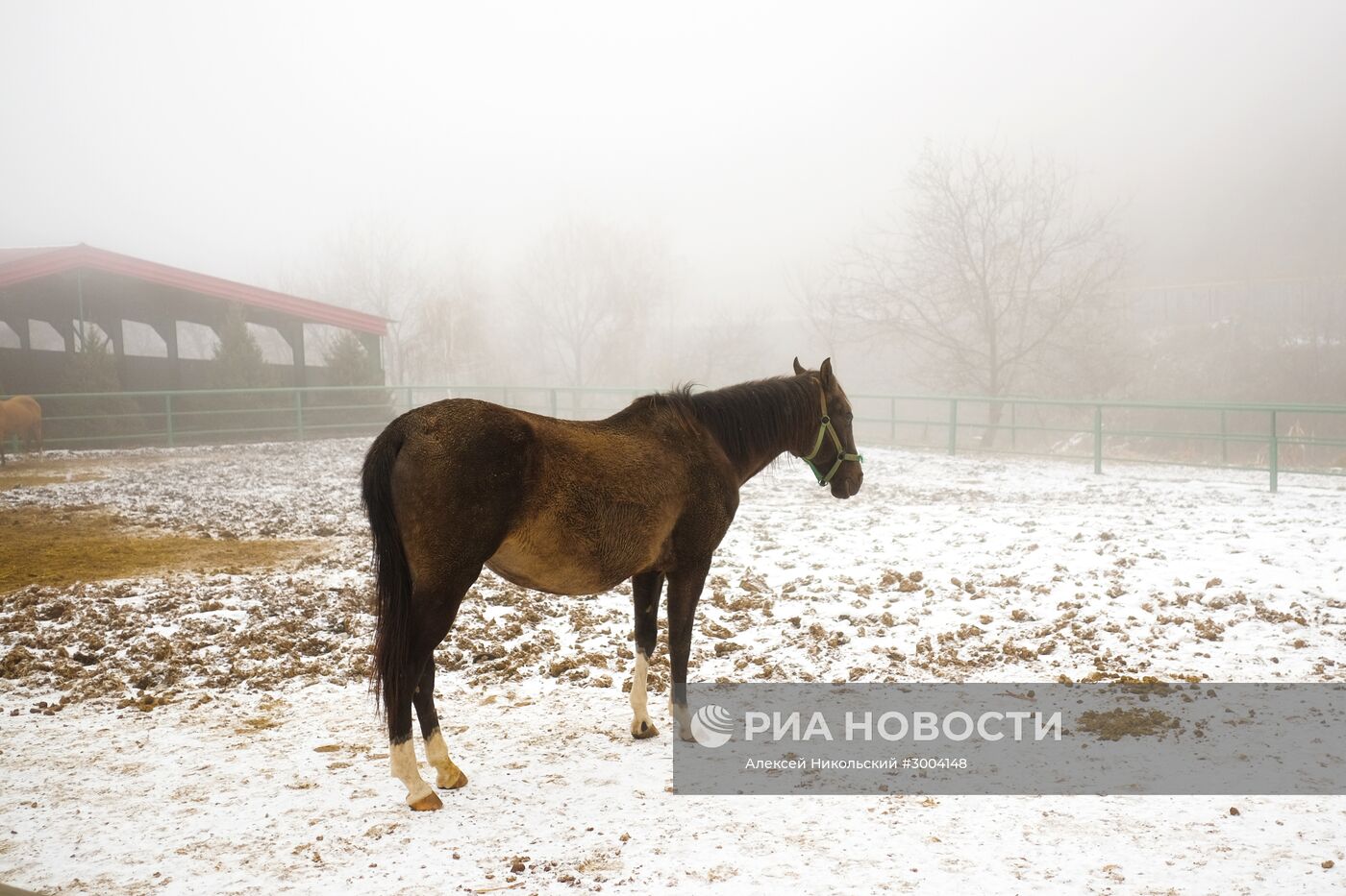 Ахалтекинская лошадь