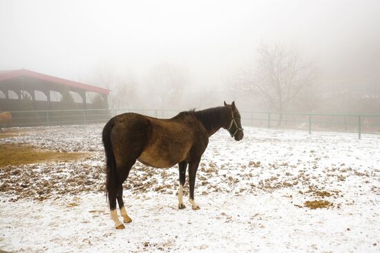 Ахалтекинская лошадь