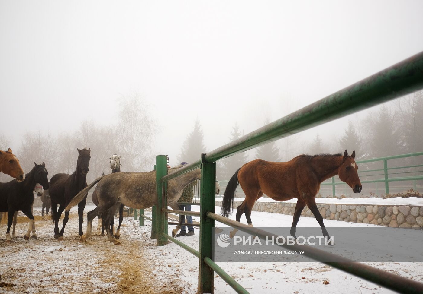 Ахалтекинская лошадь