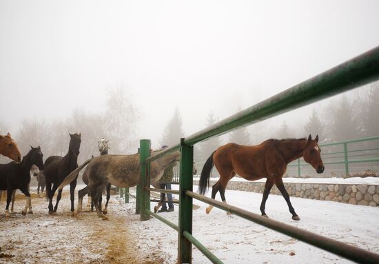 Ахалтекинская лошадь