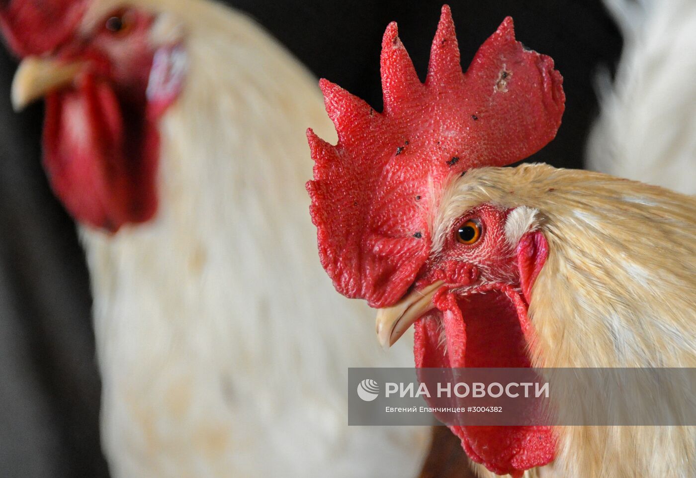 Петухи на экоферме "Страус Забайкалья" в Забайкальском крае