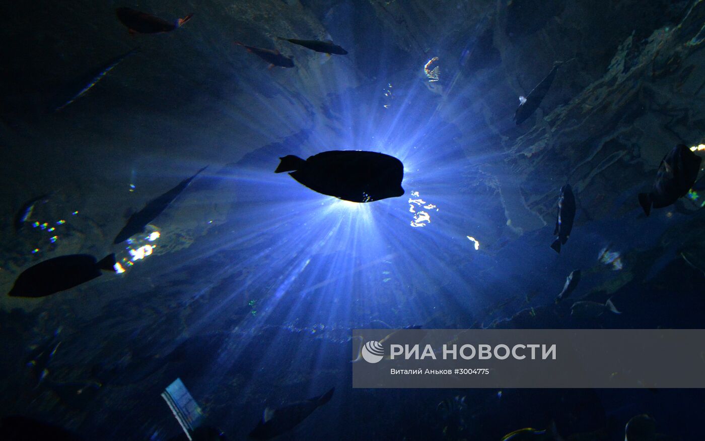 Приморский океанариум во Владивостоке
