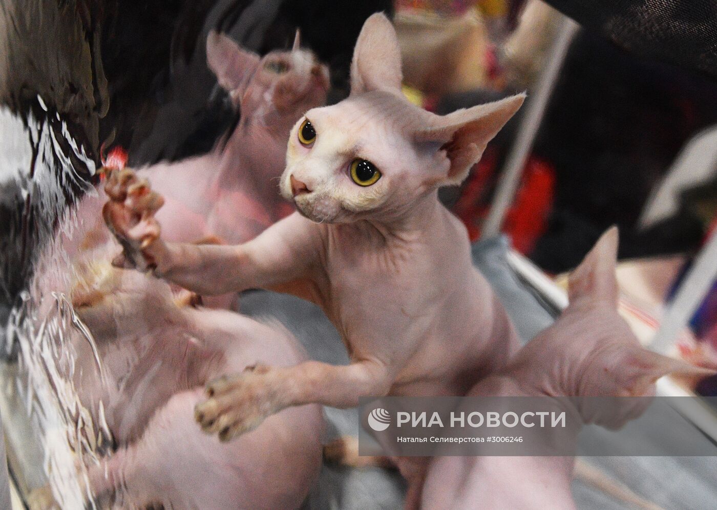 Выставка котят "КоШарики Шоу" в Москве