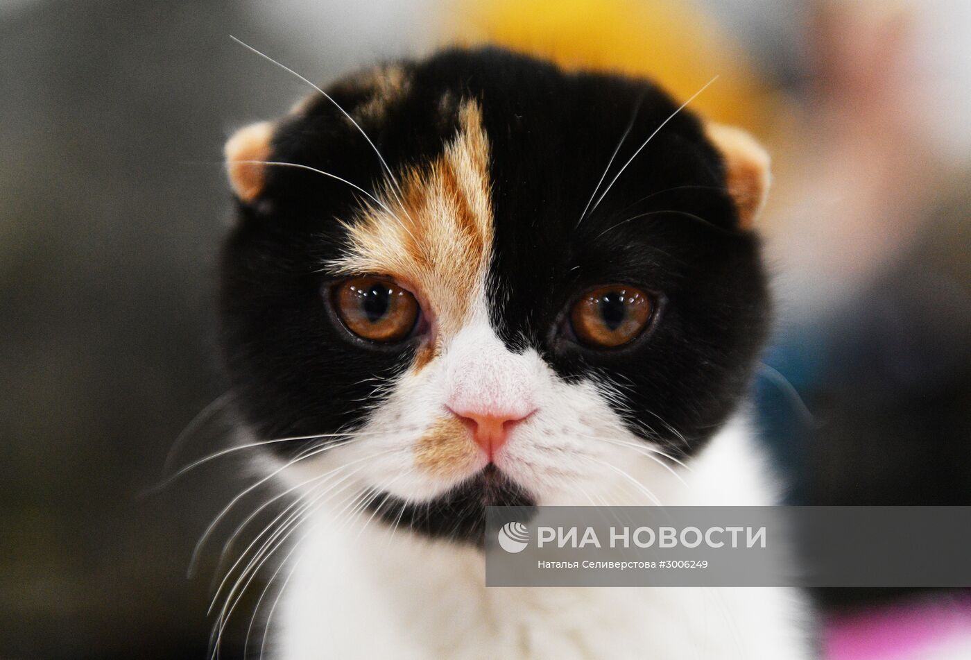 Выставка котят "КоШарики Шоу" в Москве