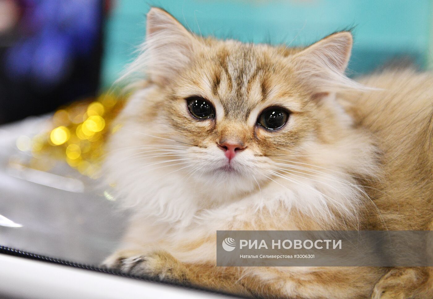 Выставка котят "КоШарики Шоу" в Москве