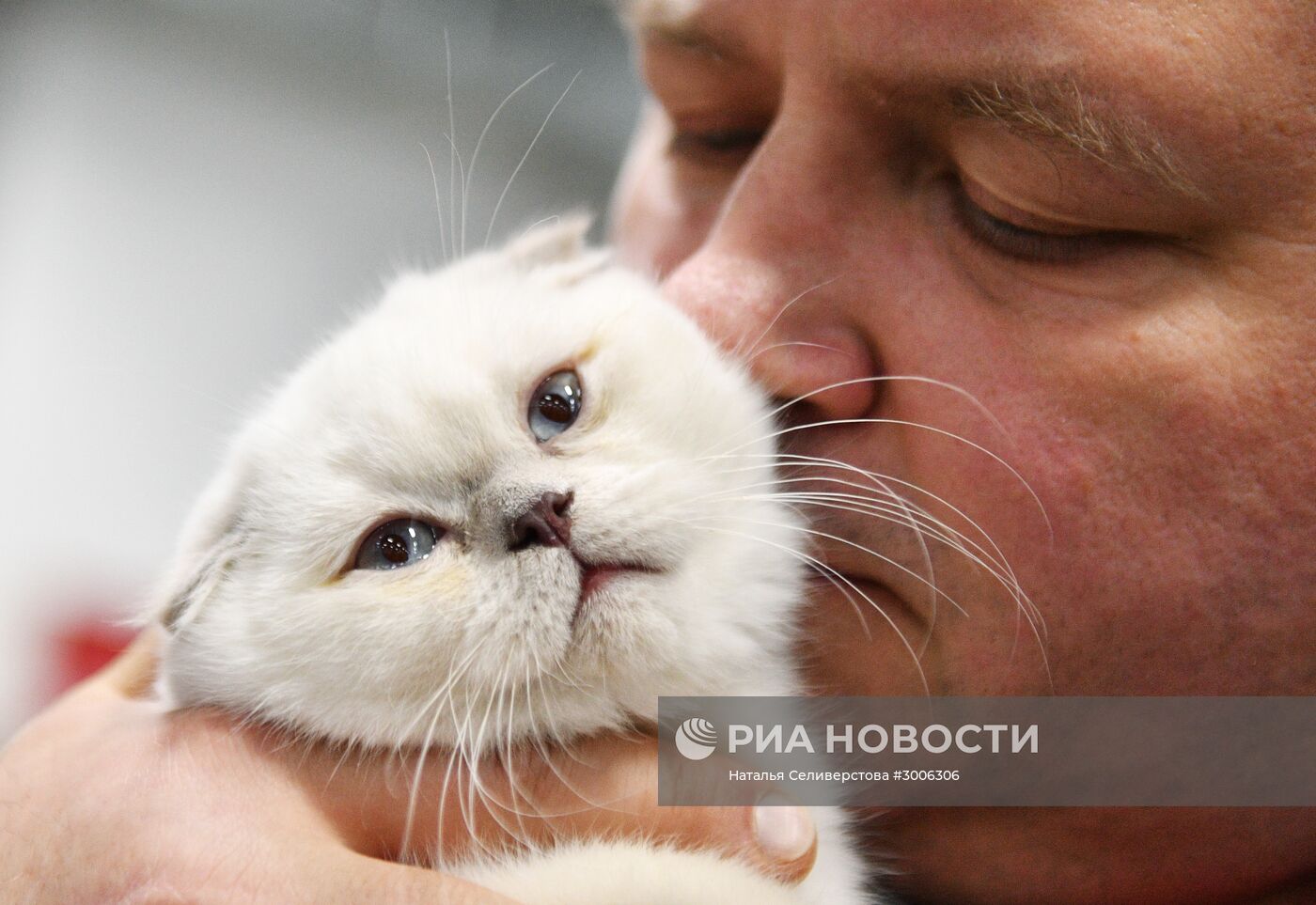 Выставка котят "КоШарики Шоу" в Москве