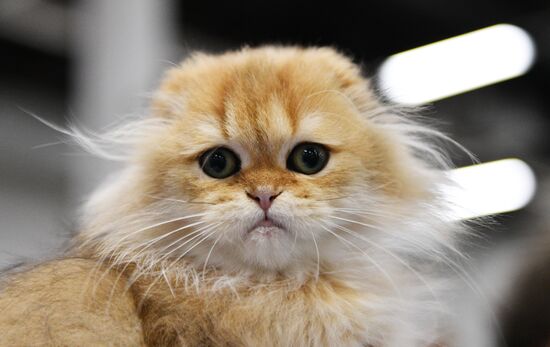 Выставка котят "КоШарики Шоу" в Москве