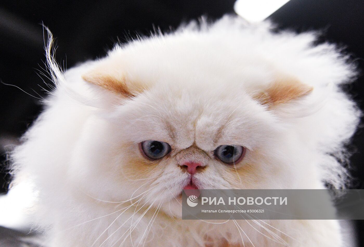 Выставка котят "КоШарики Шоу" в Москве