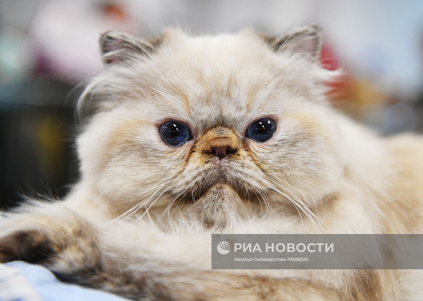 Выставка котят "КоШарики Шоу" в Москве