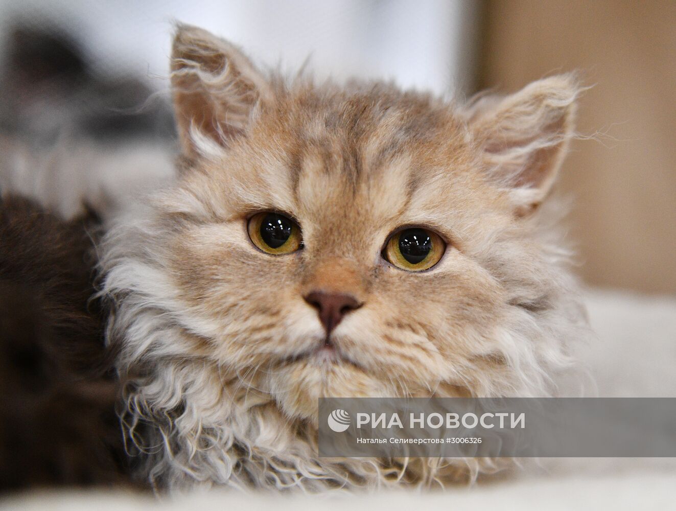 Выставка котят "КоШарики Шоу" в Москве