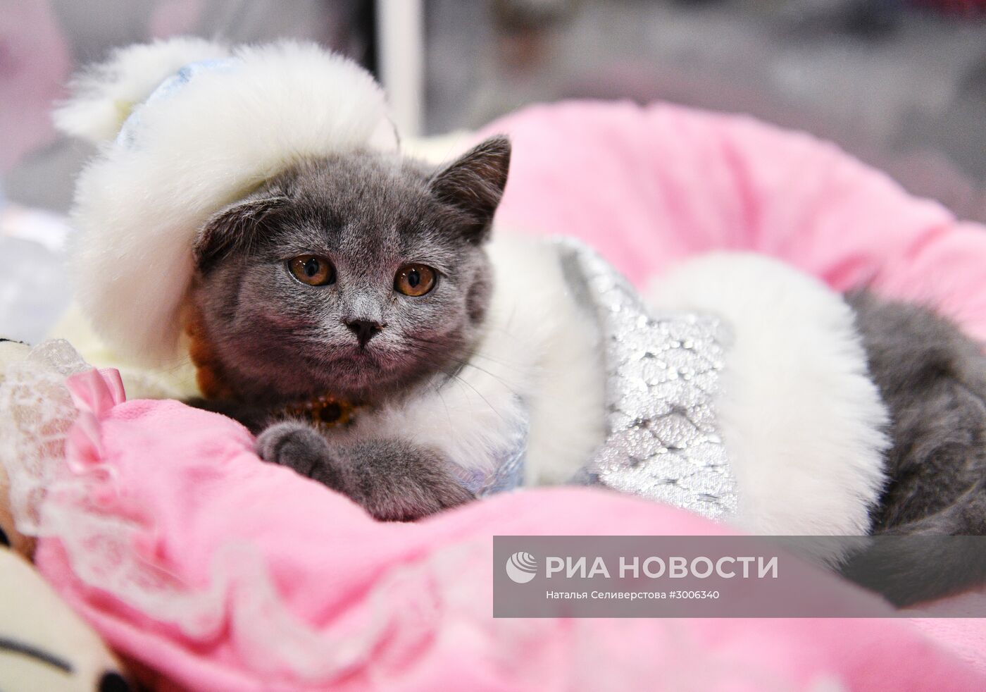 Выставка котят "КоШарики Шоу" в Москве