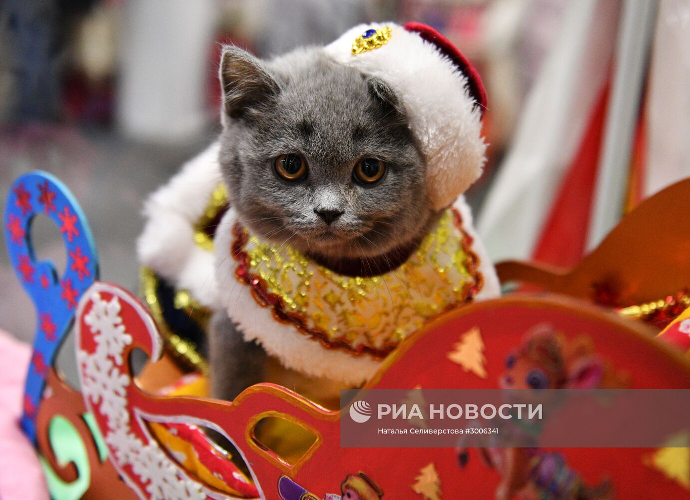 Выставка котят "КоШарики Шоу" в Москве