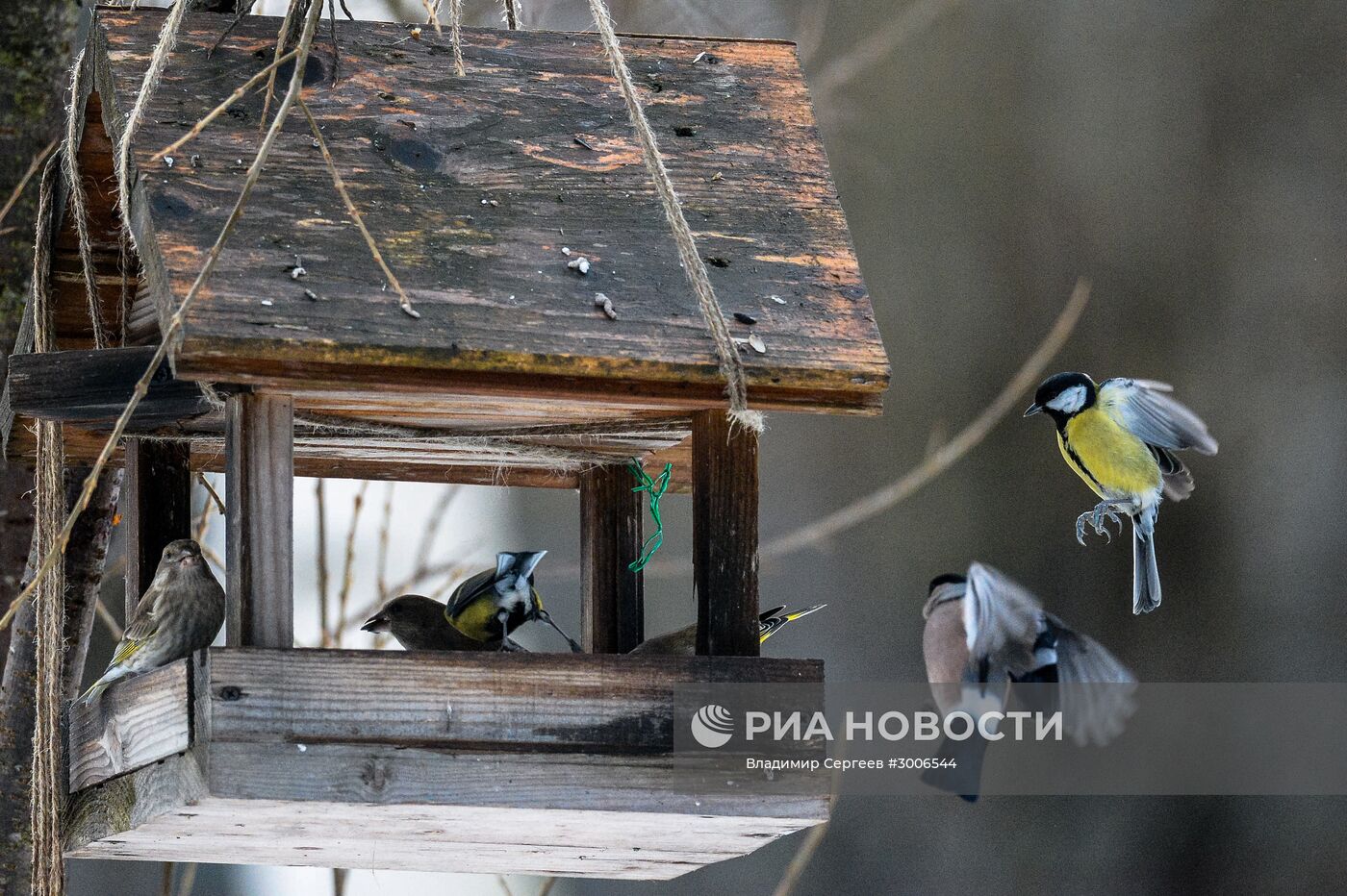 Птицы Московской области