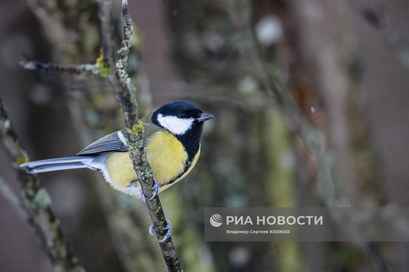 Птицы Московской области