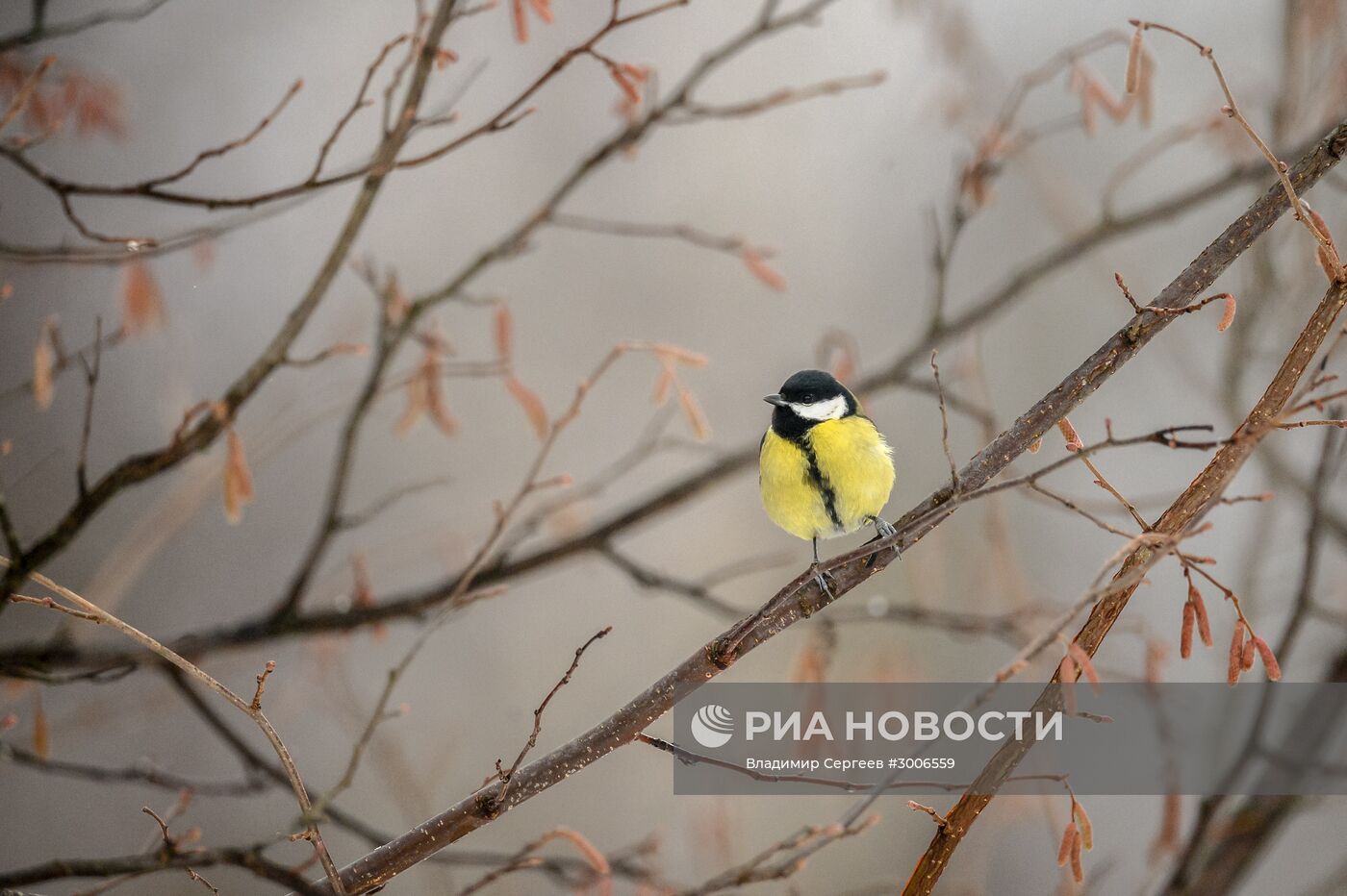 Птицы Московской области