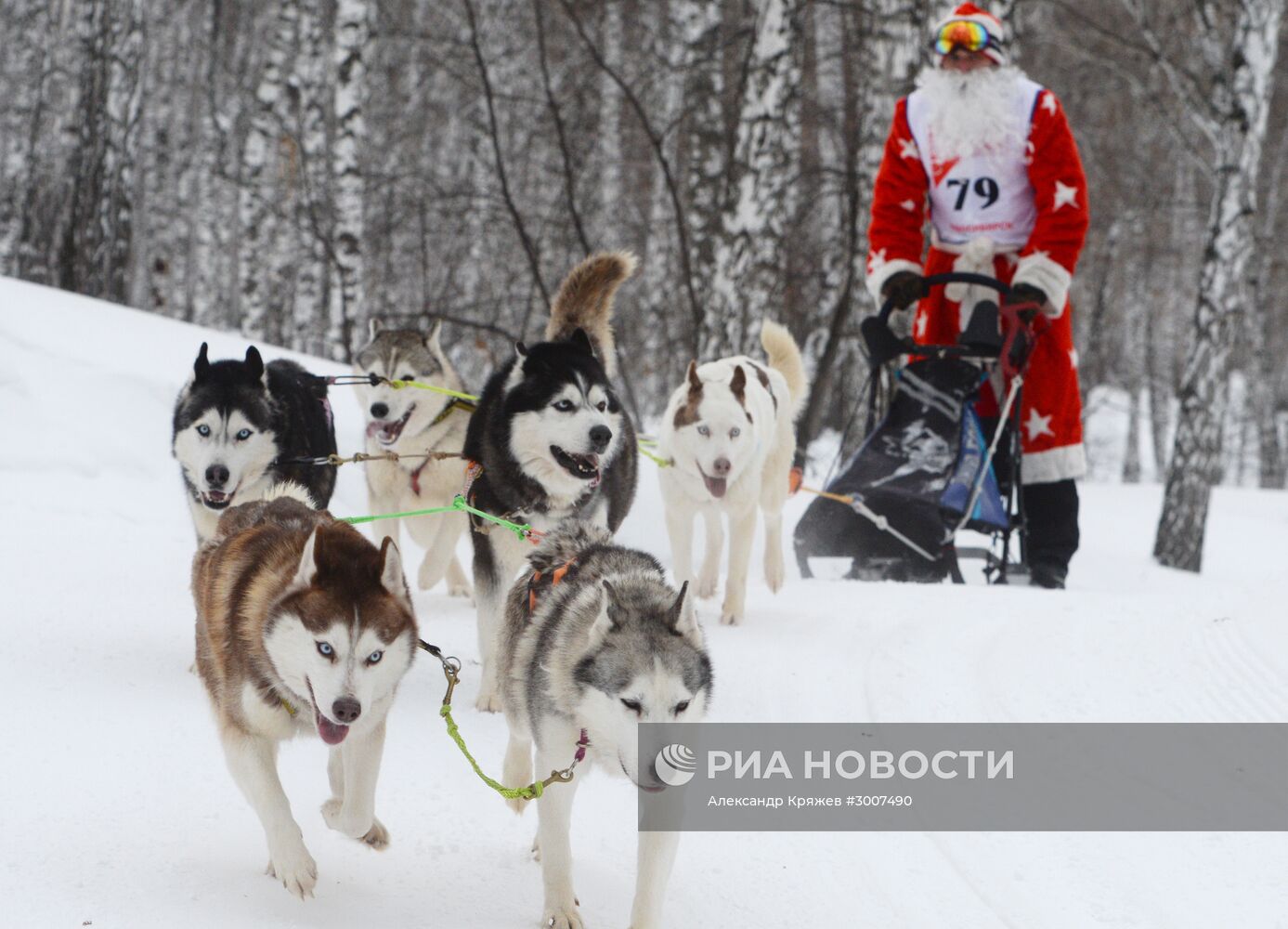Соревнования по ездовому спорту "Рождественский заезд - 2017" в Новосибирской области