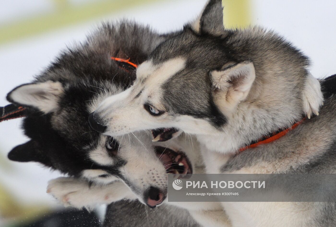 Соревнования по ездовому спорту "Рождественский заезд - 2017" в Новосибирской области