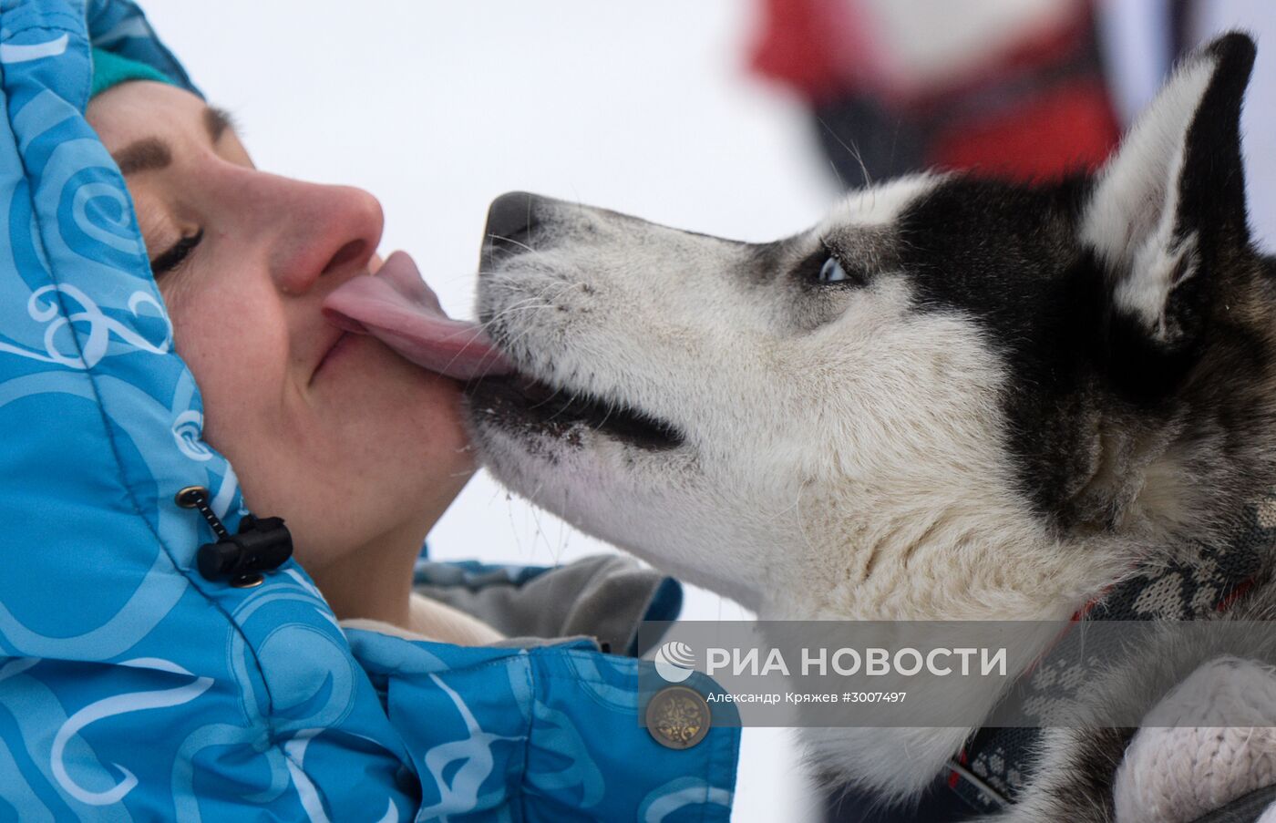 Соревнования по ездовому спорту "Рождественский заезд - 2017" в Новосибирской области