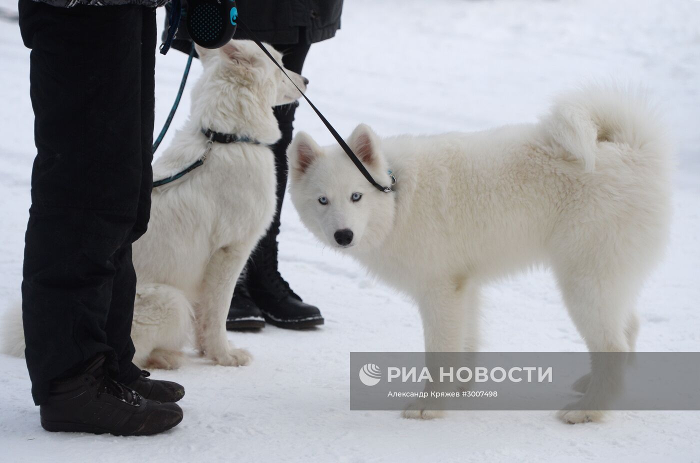Соревнования по ездовому спорту "Рождественский заезд - 2017" в Новосибирской области