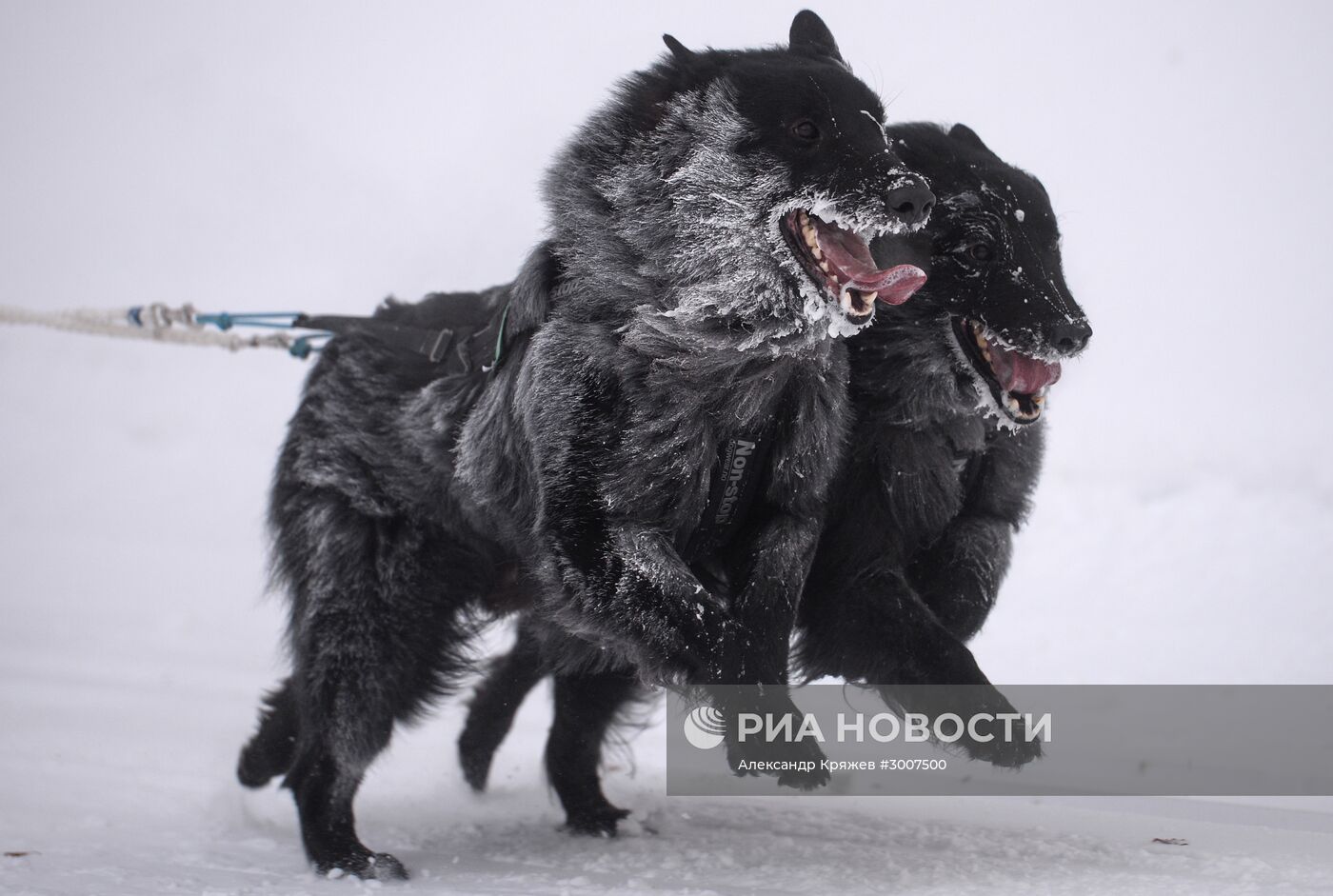Соревнования по ездовому спорту "Рождественский заезд - 2017" в Новосибирской области