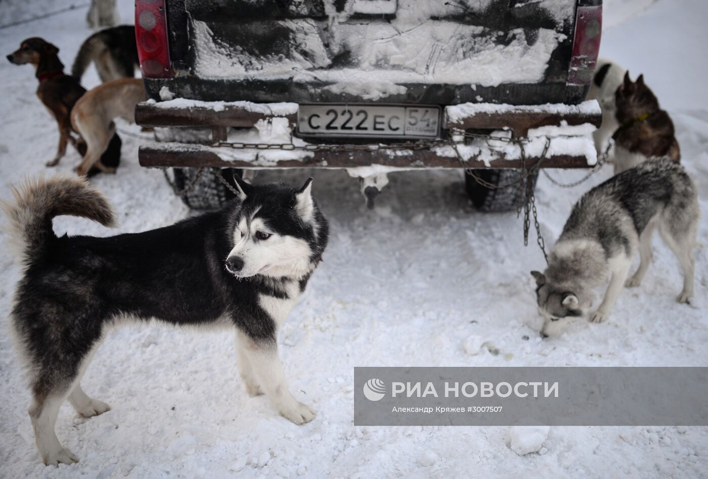 Соревнования по ездовому спорту "Рождественский заезд - 2017" в Новосибирской области