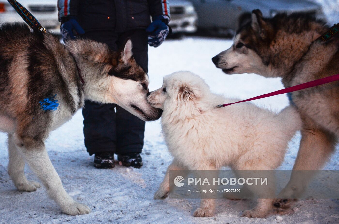 Соревнования по ездовому спорту "Рождественский заезд - 2017" в Новосибирской области