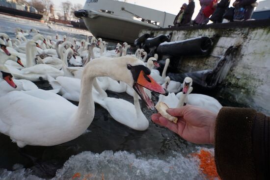 Лебеди в гавани Балтийска