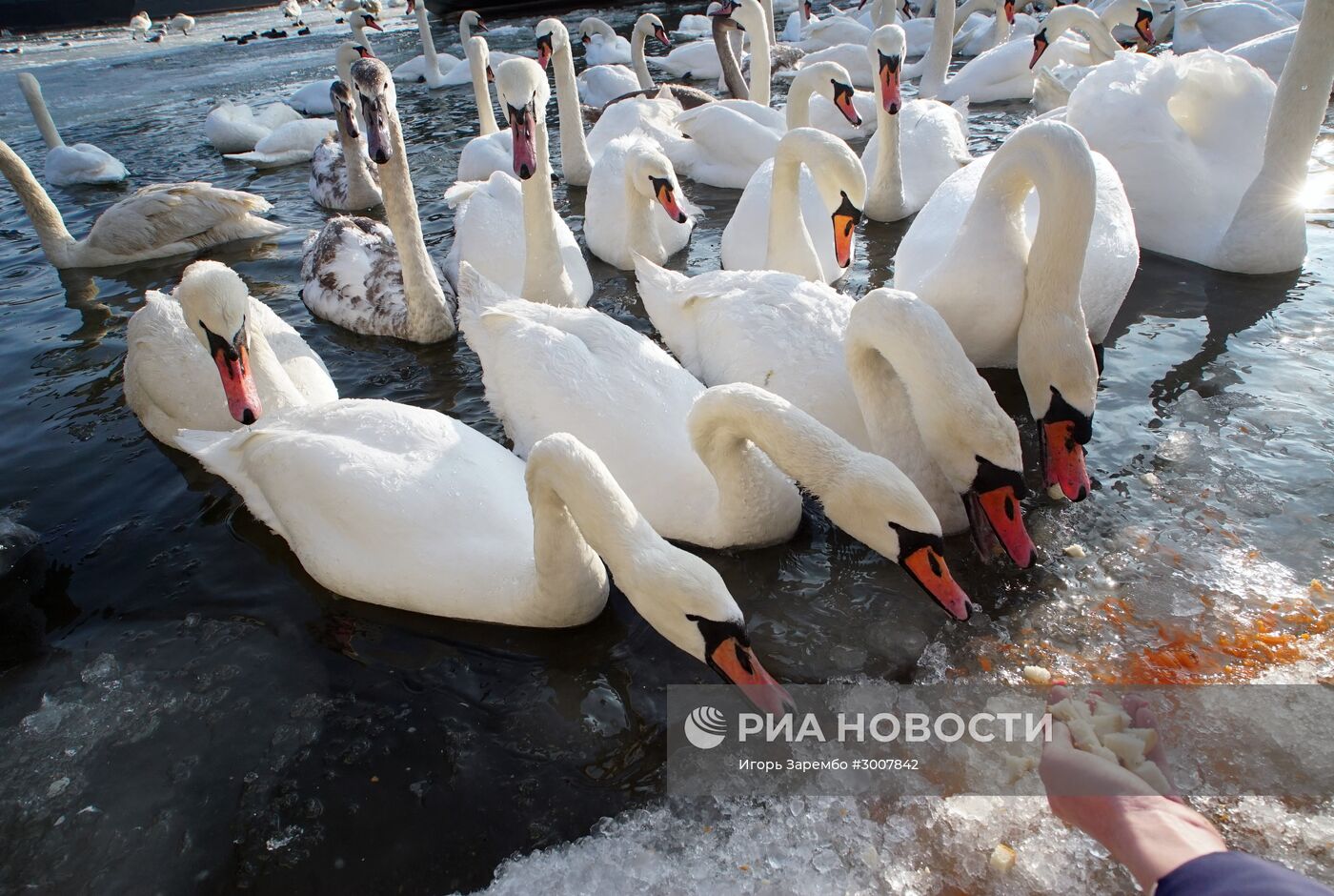 Лебеди в гавани Балтийска