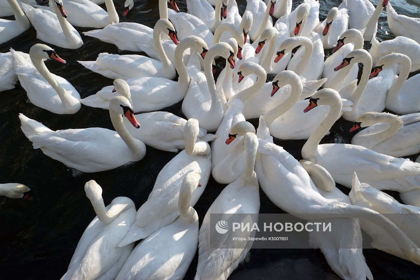 Лебеди в гавани Балтийска